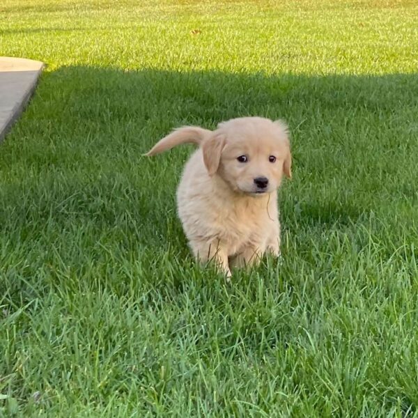 Golden retriever dogs for sale